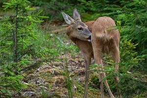 ovas veado dentro floresta, Capreolus capreolus. selvagem ovas veado dentro natureza. foto