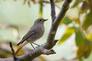 Preto redstart - phoenicurus ochruros em pé em a ramo. foto