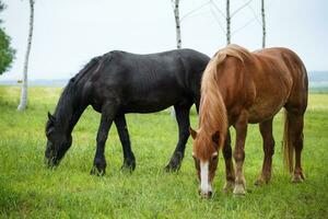 grupo do dois cavalos em pé em a pasto foto