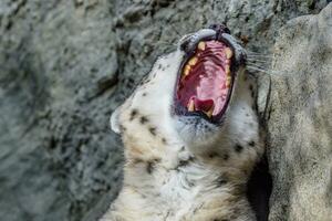 a aberto boca do uma neve leopardo em uma pedra fundo foto