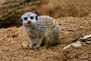 a pequeno filhote meerkat senta em uma areia. foto