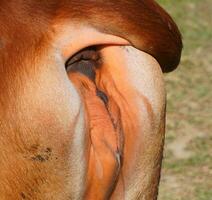 fechar acima reprodutivo órgãos do fêmea vacas imagem. vaca vagina foto. vaca bichano ou vaca vulva cenário. foto