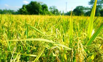 a verde e amarelo orelhas do arroz grãos antes colheita arroz Campos dentro Bangladesh. foto