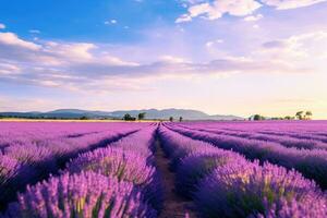 ai gerado pôr do sol sobre lavanda campo dentro Provença, França, a expansivo lavanda campo debaixo a provence sol, ai gerado foto