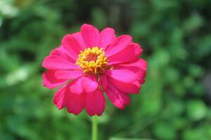 vermelho. Rosa zínia flores flores zínia elegantes. cor natureza fundo. comum zínia ou zínia Elegans é 1 do a a maioria famoso floração anuários do a gênero zinia foto