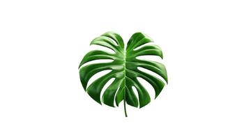 ai gerado monstera selva plantar isolado em branco fundo foto