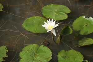 branco lótus flor em a lagoa com verde folha fundo foto