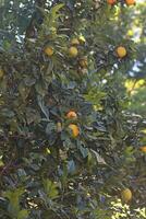 laranja fruta árvore com verde folhas foto