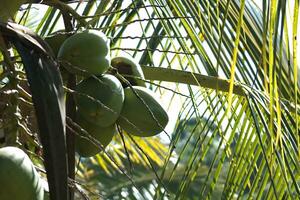 verde cocos em tropical árvore 2 foto