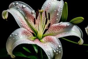 ai gerado perfumado lírio flor água gotas. gerar ai foto