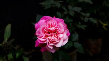 lindo Rosa cor rosa com Preto bacground foto