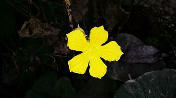 lindo amarelo cor flor dentro jardim foto