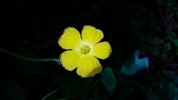 adorável amarelo cor flor com fundo foto