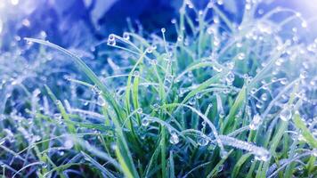 frio inverno manhã. orvalho em a Relva foto