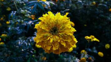 lindo calêndula flor com verde folhas fundo foto