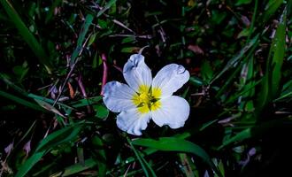 lindo branco e amarelo Relva flor foto