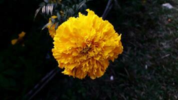 lindo calêndula flor com Sombrio fundo foto