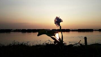 água jacinto com pôr do sol fundo dentro Padma rio, Bangladesh foto