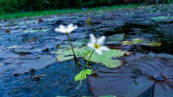 dois branco e amarelo cor flor com folhas do lírios foto