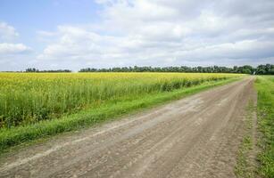 colza campo. amarelo estupro flores, campo panorama. azul céu e estupro em a campo. foto