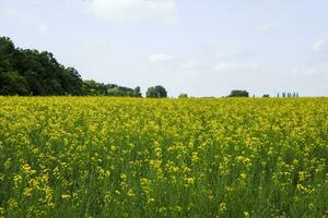 colza campo. amarelo estupro flores, campo panorama. azul céu e estupro em a campo. foto