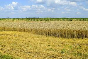 campo de trigo foto