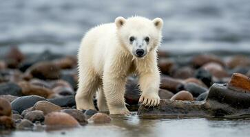 ai gerado polar Urso dentro a neve, polar Urso dentro a lago, branco Urso dentro a natureza, polar Urso dentro a polar regiões, fechar-se do branco Urso foto