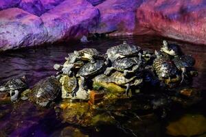 colônia do tartarugas em pedra, réptil tartarugas foto