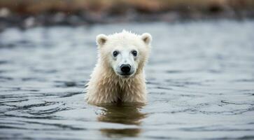 ai gerado polar Urso dentro a neve, polar Urso dentro a lago, branco Urso dentro a natureza, polar Urso dentro a polar regiões, fechar-se do branco Urso foto