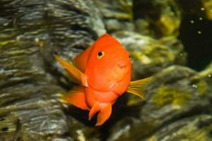 scaridae vermelho dentro a aquário foto
