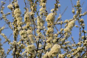 prunus avium floração cereja. cereja flores em uma árvore ramo foto