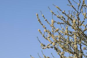 prunus avium floração cereja. cereja flores em uma árvore ramo foto