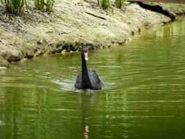 cisnes dentro a lago. uma rebanho do cisnes. foto