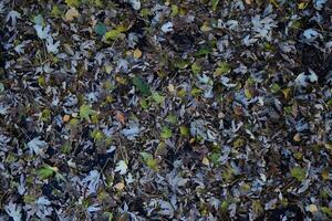 a folhas estão amarelo em a chão. outono folha outono foto