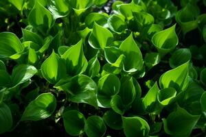 ai gerado aéreo balé folhas dentro meio ar criando uma hipnotizante exibição do naturezas movimento ai gerado foto