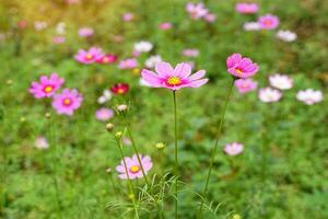 campo de flores cosmos bipinnatus, flores em plena floração com lindas cores. foco suave e seletivo. foto