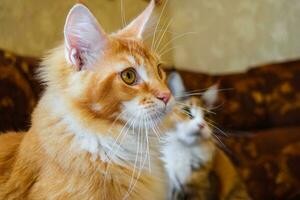 gigante maine coon gato. Mainecoon gato, Reprodução do de raça pura gatos às casa foto