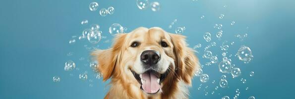 ai gerado feliz dourado retriever cachorro jogando com transparente bolhas contra uma azul fundo - animal fotografia foto