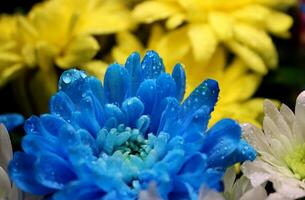 detalhado foto do gotas em amarelo e azul flores dentro a cores do a ucraniano bandeira