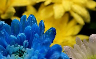 conceptual foto do uma amarelo e azul flor com água gotas simbolizando lágrimas em flores dentro a nacional cores do Ucrânia