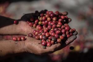 frutas vermelhas orgânicas grãos de café na fazenda foto