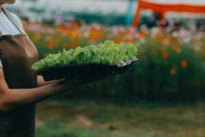 orgânico Fazenda ,trabalhador teste e coletar meio Ambiente dados a partir de bok choy orgânico vegetal às estufa Fazenda jardim. foto