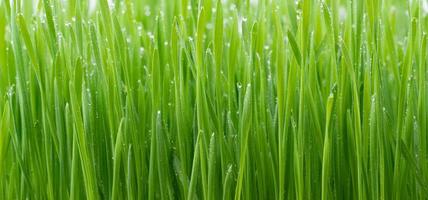 grama de trigo verde foto