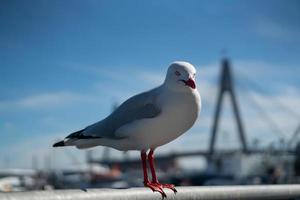 pássaro gaivota australiana selvagem foto