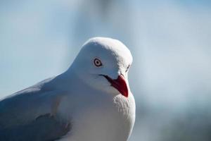 pássaro gaivota australiana selvagem foto