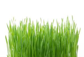 grama de trigo verde isolada no fundo branco foto