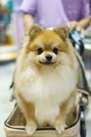 fechar acima adorável branco Castanho pomerânia cachorro olhando acima com fofa face dentro a cachorro carrinho dentro animal expo corredor foto