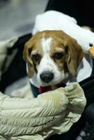 fechar acima adorável beagle cachorro olhando acima com fofa face dentro a cachorro carrinho dentro animal expo corredor foto