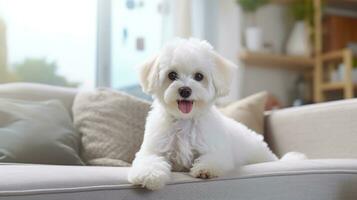 ai gerado de raça pura branco bichon friso cachorro dentro uma moderno interior do uma brilhante, acolhedor vivo quarto dentro uma escandinavo estilo dentro suave cores. com cópia de espaço. ideal para animal Cuidado e casa decoração temas. foto