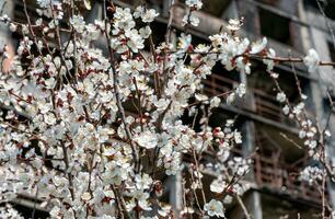 branco flores contra a fundo do destruído e queimado casas dentro a cidade do Ucrânia foto